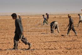 Image du Maroc Professionnelle de  Des ouvriers s'activent à la mise en place d’un système moderne d'arrosage qui laisse passer l’eau petit à petit, dit "goutte à goutte" dans une nouvelle ferme où l’on procède à la plantation d'orangers à Chichaoua, Mardi 27 Février 2007. (Photo / Abdeljalil Bounhar) 